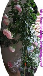 Bonne fêtes à toutes les mamans