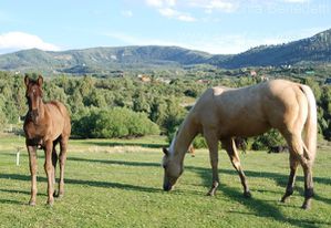 chevaux-ranch-utah.jpg