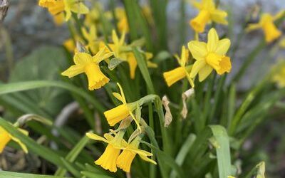 Un air de printemps