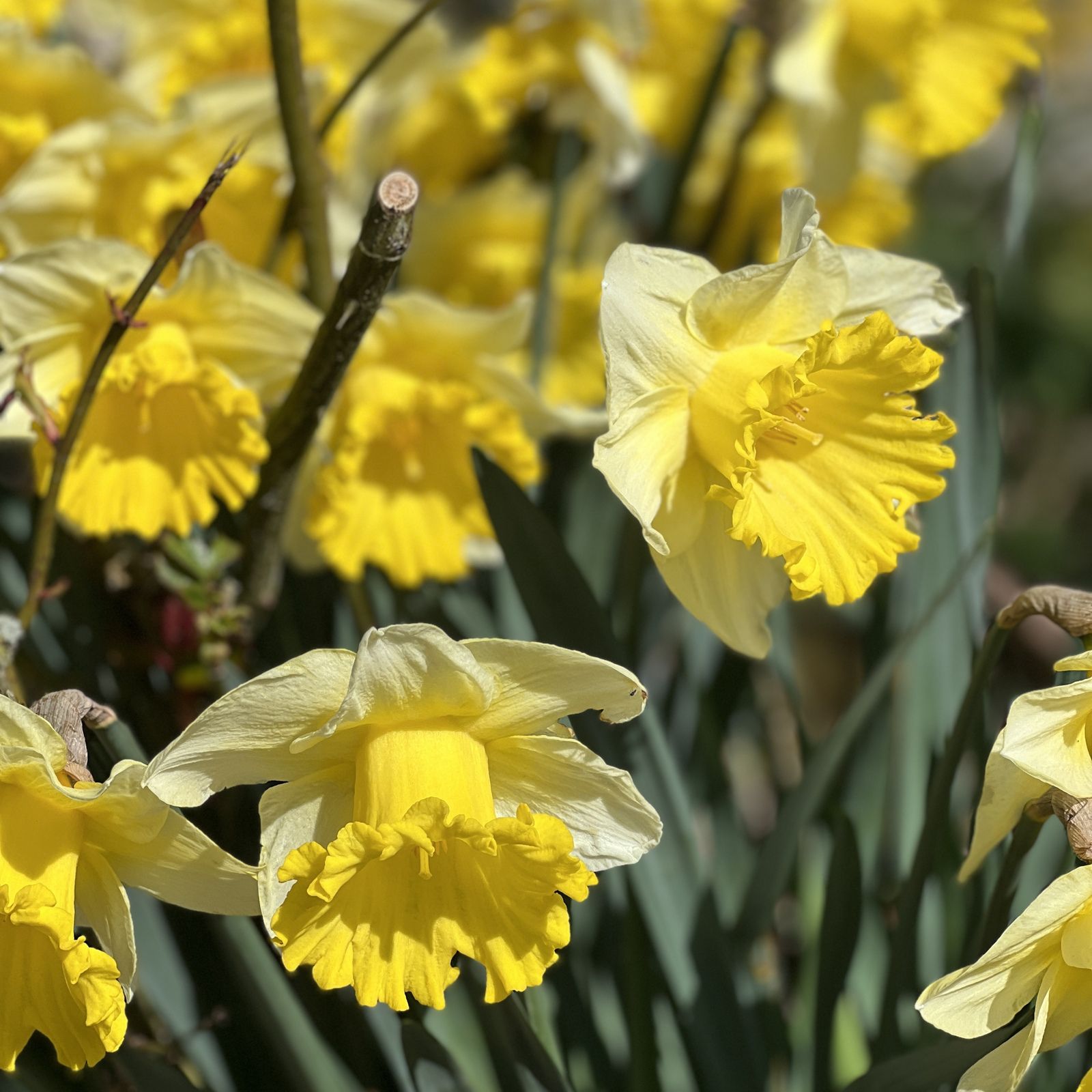 jonquille normandie fleur jardin scrap jaune nature