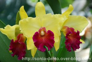orchidee 3