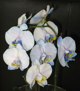 orchidee bleu et blanc jaune